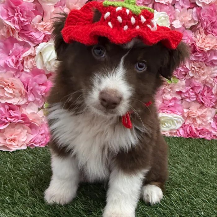 Male Miniature Australian Shepherd Puppy for Sale in Braintree, MA