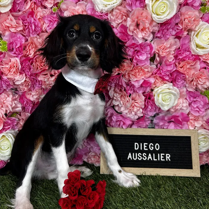 Male Aussalier puppy named Diego for sale at Pet Express Braintree.