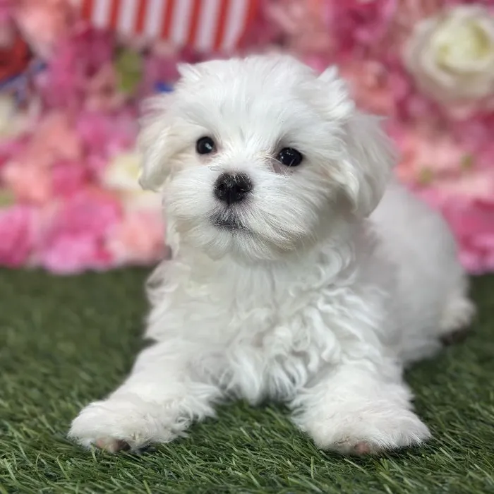 Male Maltese Puppy for Sale in Saugus, MA