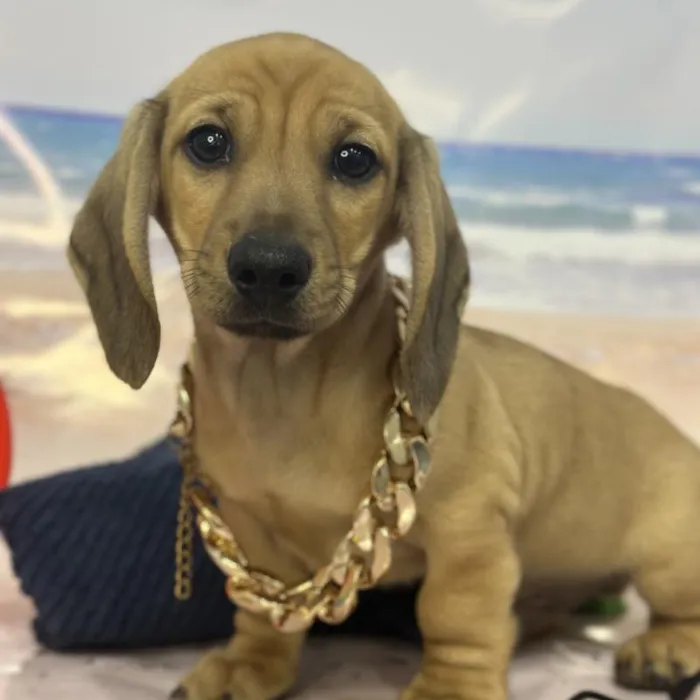 Male Dachshund Puppy for Sale in Saugus, MA
