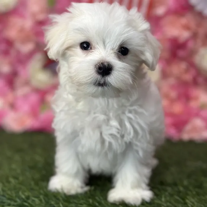 Male Maltese Puppy for Sale in Saugus, MA
