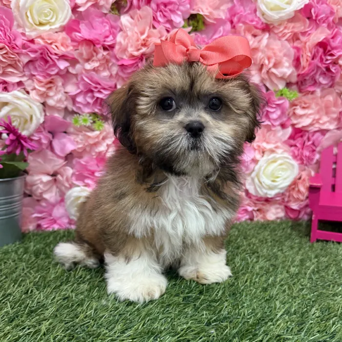 Female Lhasa Apso Puppy for Sale in Braintree, MA