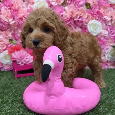 Female Cockapoo 2nd Gen Puppy for Sale in Saugus, MA