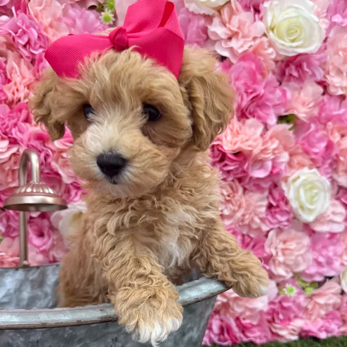 Female Malti-Poo Puppy for Sale in Braintree, MA