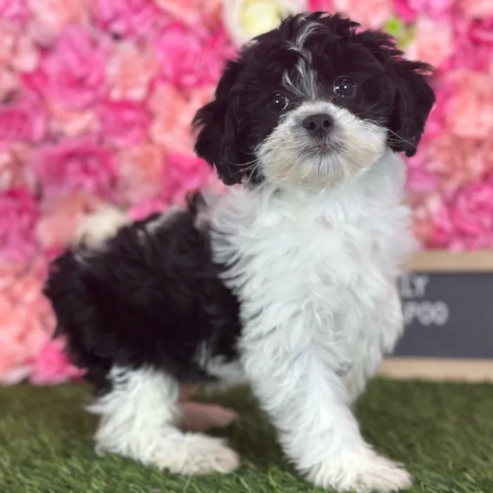 Female Lhasa-Poo puppy named Dolly for sale at Pet Express Saugus.