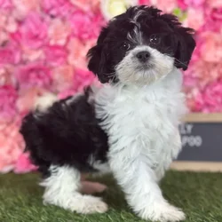 Female Lhasa-Poo puppy named Dolly for sale at Pet Express Saugus.