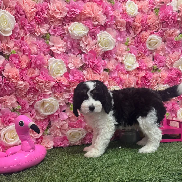 Male Mini Bernedoodle 2nd Gen Puppy for Sale in Braintree, MA
