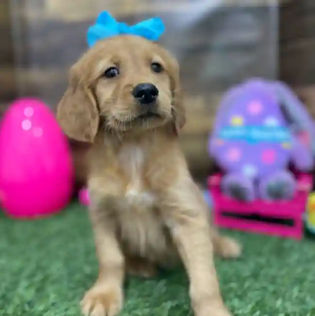 Female Golden Retriever Puppy for Sale in Braintree, MA