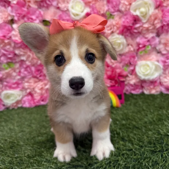 Female Pembroke Welsh Corgi Puppy for Sale in Braintree, MA