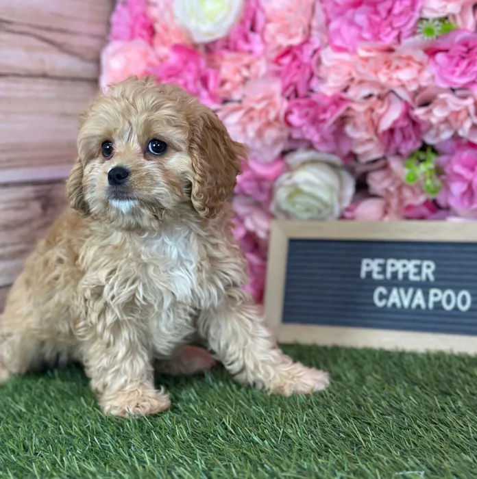 Female Cavapoo puppy named Pepper for sale at Pet Express Saugus.
