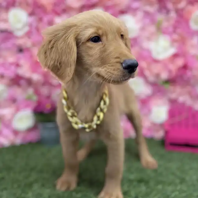 Male Golden Retriever Puppy for Sale in Braintree, MA
