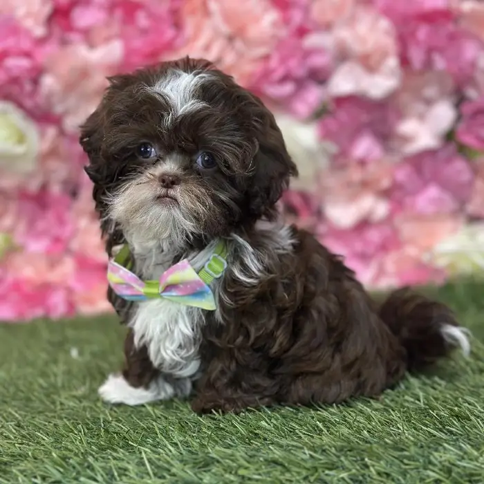 Male Shih-Poo Puppy for Sale in Saugus, MA