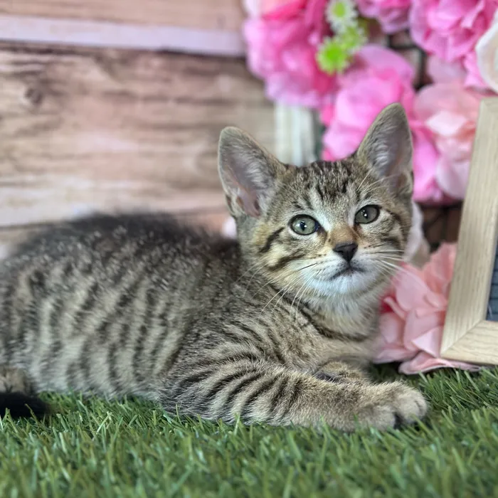Female Domestic Short Hair kitten named Dinah for sale at Pet Express Saugus.