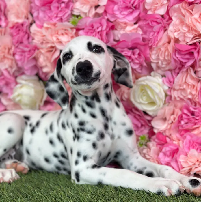 Female Dalmatian puppy named Lemon for sale at Pet Express Saugus.