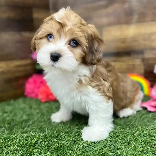 Male Lhasa-Poo Puppy for Sale in Braintree, MA