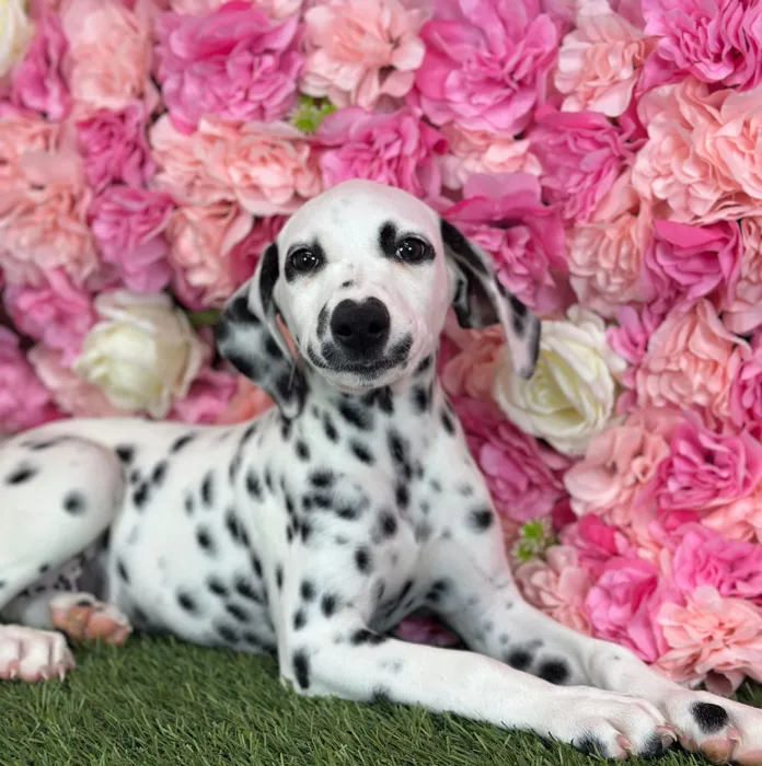 Female Dalmatian puppy named Lemon for sale at Pet Express Saugus.