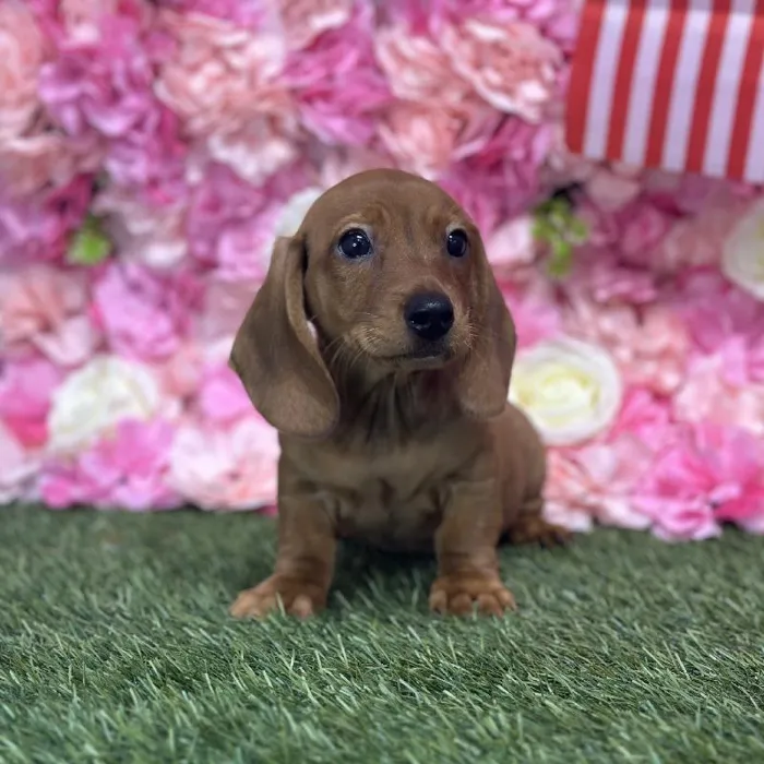 Male Dachshund Puppy for Sale in Saugus, MA