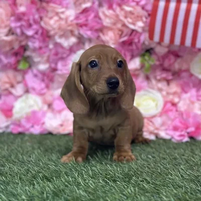 Male Dachshund Puppy for Sale in Saugus, MA