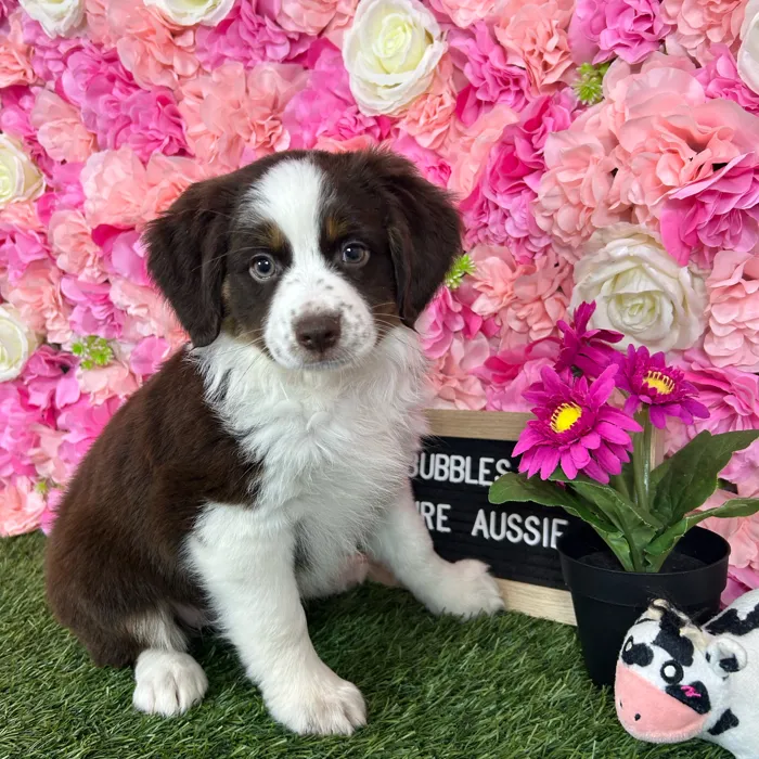 Female Miniature Australian Shepherd puppy named Bubbles for sale at Pet Express Braintree.