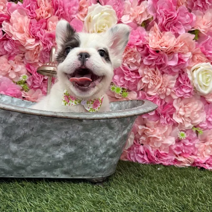 Male French Bulldog Puppy for Sale in Braintree, MA
