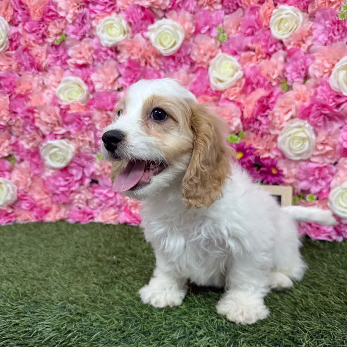 Male Cavachon puppy named Dunkin for sale at Pet Express Braintree.