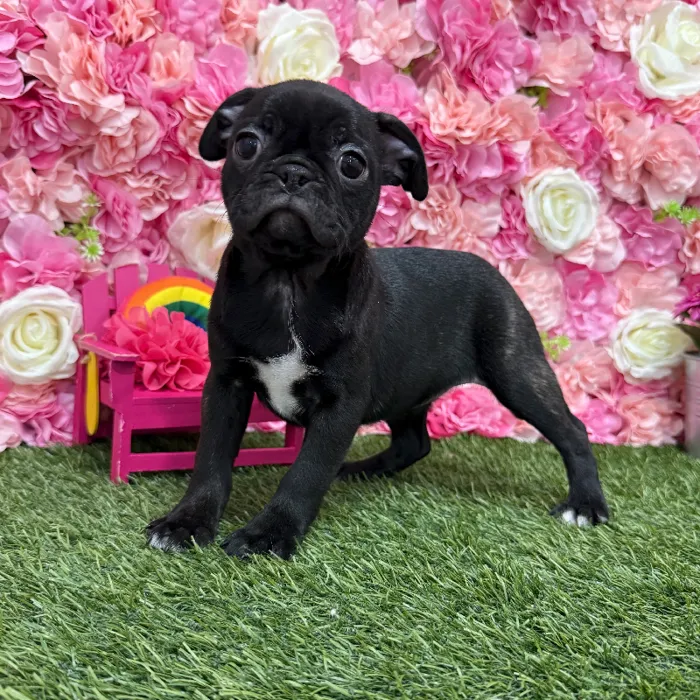 Female Bugg Puppy for Sale in Braintree, MA