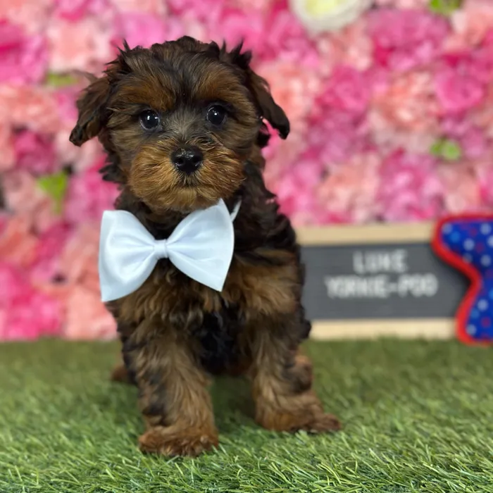 Male Yorkie-Poo puppy named Luke for sale at Pet Express Saugus.