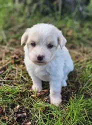car_main_img_/media/ap_media/pets/QIFHOXVEVVYB192711.webp.250x250_q85.webp