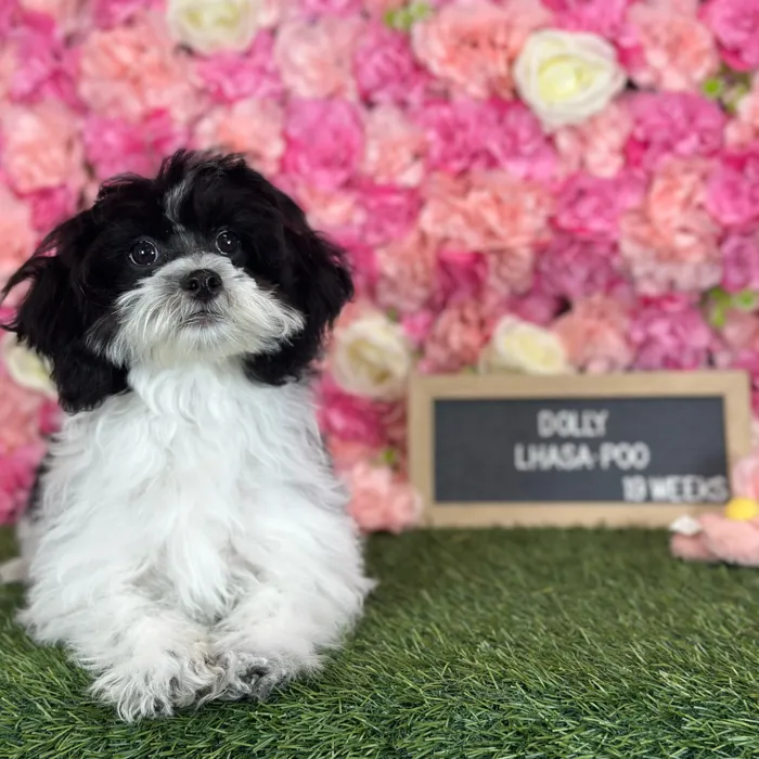 Female Lhasa-Poo puppy named Dolly for sale at Pet Express Saugus.