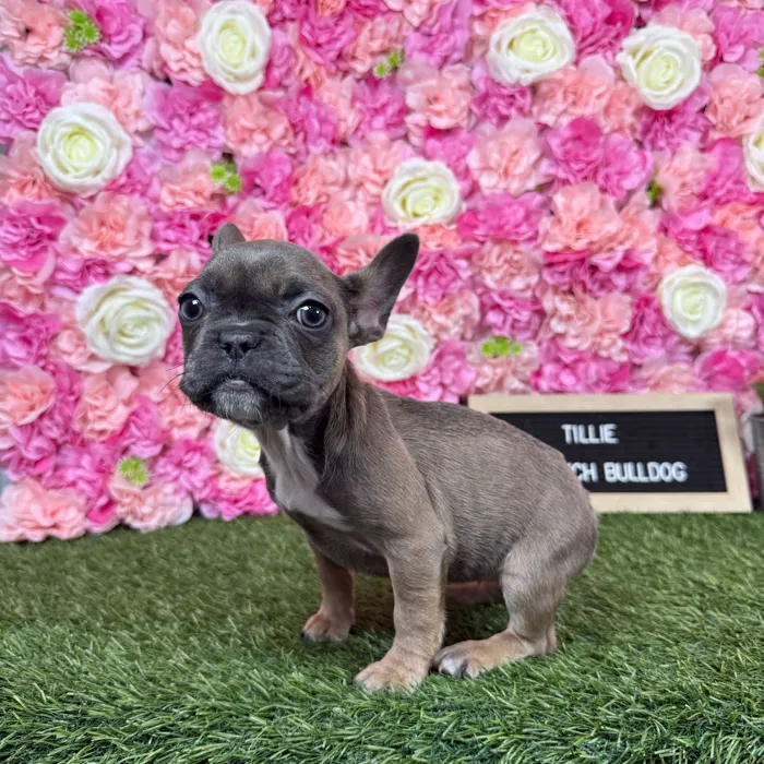 Female French Bulldog puppy named Tillie for sale at Pet Express Braintree.