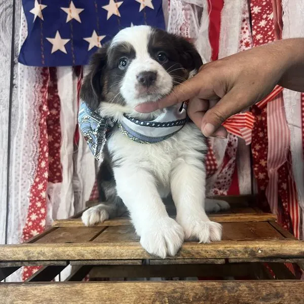 Female Miniature Australian Shepherd puppy named Bubbles for sale at Pet Express Braintree.
