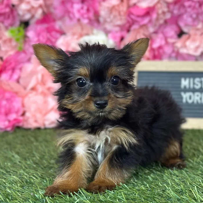 Male Yorkshire Terrier puppy named Mistah for sale at Pet Express Saugus.