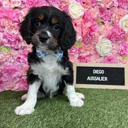 Male Aussalier puppy named Diego for sale at Pet Express Braintree.