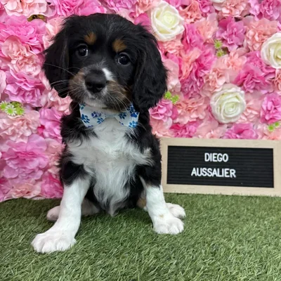 Male Aussalier puppy named Diego for sale at Pet Express Braintree.