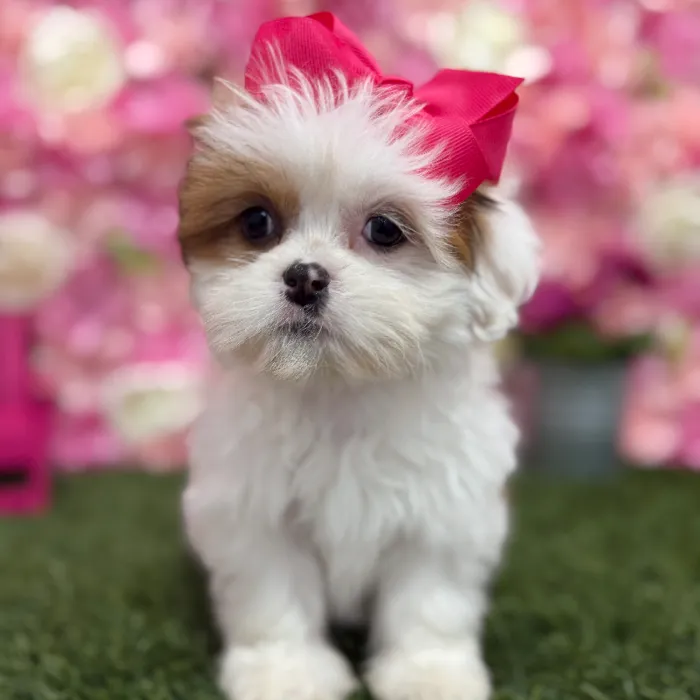 Female Lhasa Apso Puppy for Sale in Braintree, MA