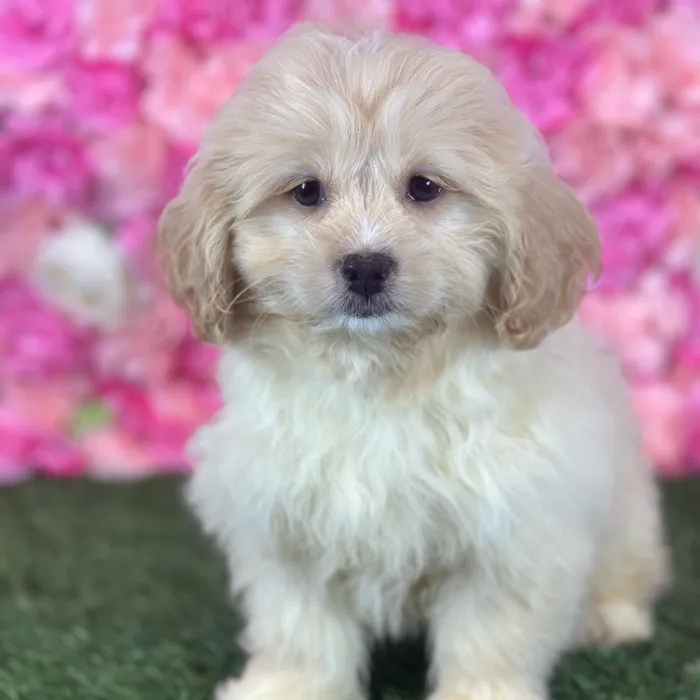 Female Peke A Poo puppy named Reba for sale at Pet Express Saugus.