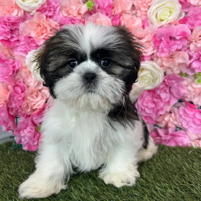 Male Shih Tzu puppy named Frankie for sale at Pet Express Braintree.