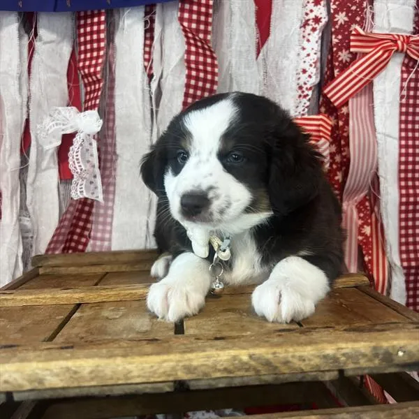Female Miniature Australian Shepherd puppy named Pamela for sale at Pet Express Saugus.