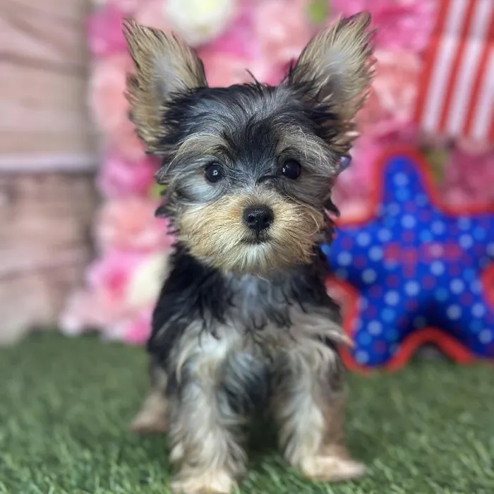 Female Yorkshire Terrier Puppy for Sale in Saugus, MA