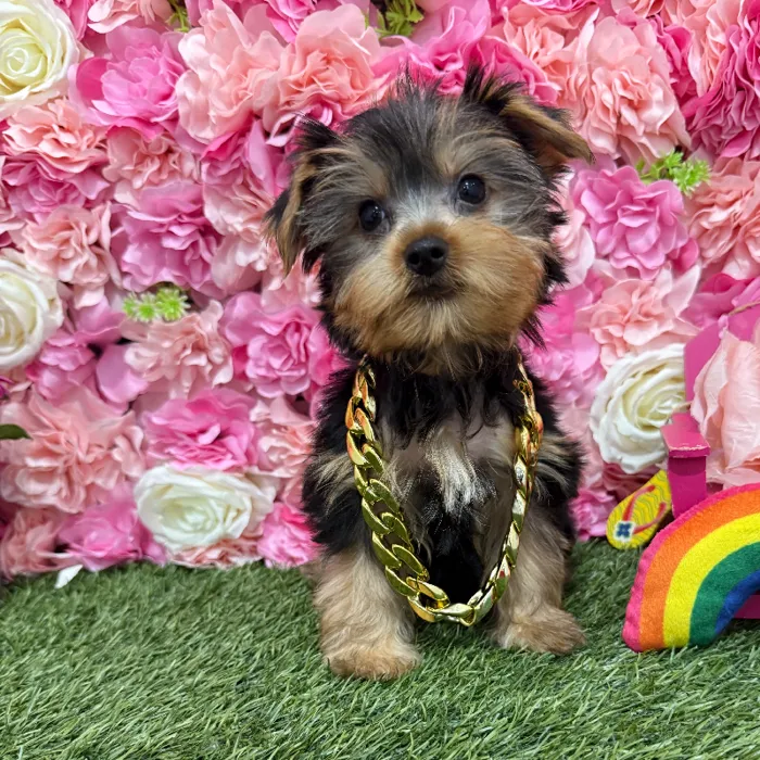 Male Yorkshire Terrier Puppy for Sale in Braintree, MA