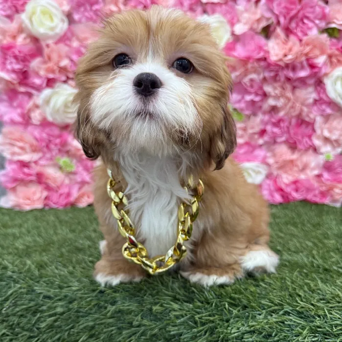 Male Lhasa Apso Puppy for Sale in Braintree, MA