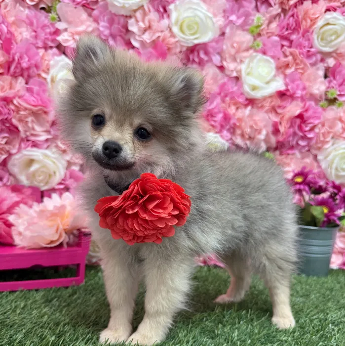 Female Pomeranian Puppy for Sale in Braintree, MA