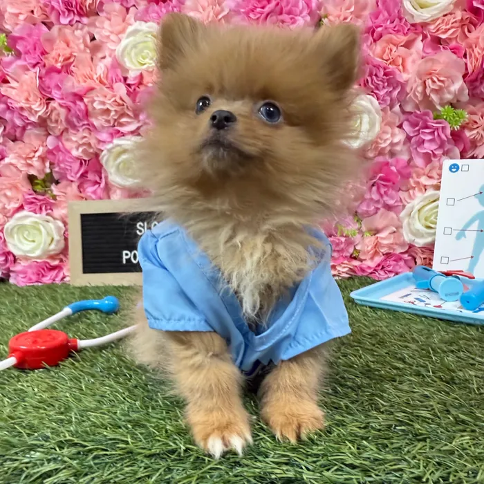 Male Pomeranian puppy named Sloan for sale at Pet Express Braintree.