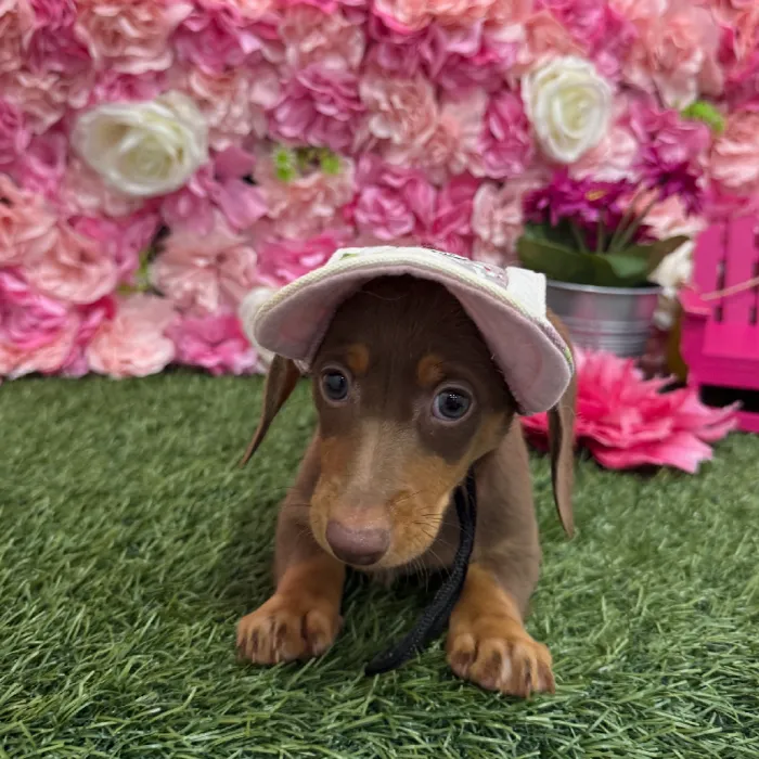 Male Dachshund Puppy for Sale in Braintree, MA