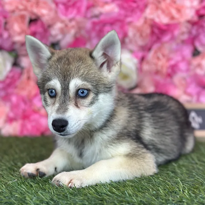 Female Alaskan Klee Kai puppy named Gloria for sale at Pet Express Saugus.