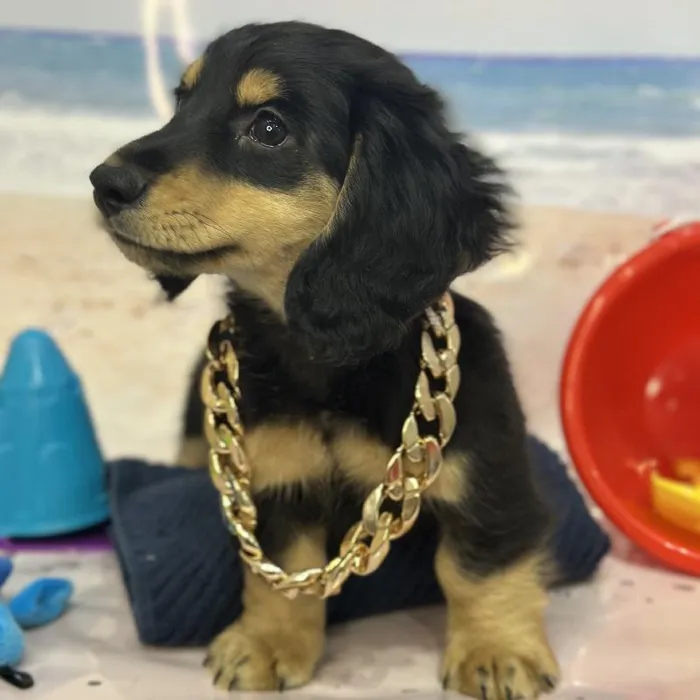 Male Dachshund Puppy for Sale in Saugus, MA
