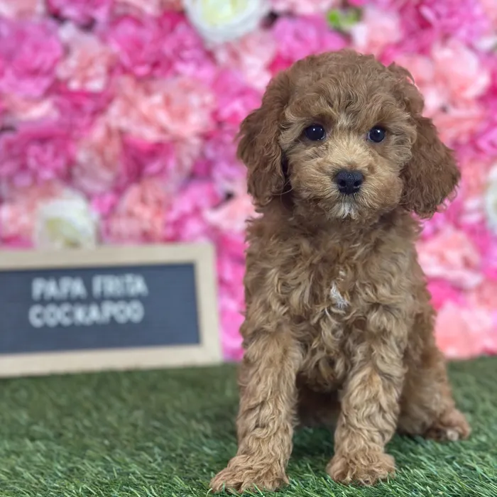 Female Cockapoo 2Nd Gen puppy named Papa Frita for sale at Pet Express Saugus.