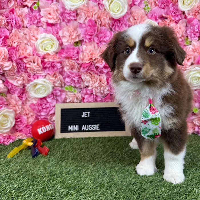 Male Miniature Australian Shepherd puppy named Jet for sale at Pet Express Braintree.