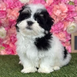 Male Lhatese puppy named Marlon for sale at Pet Express Saugus.