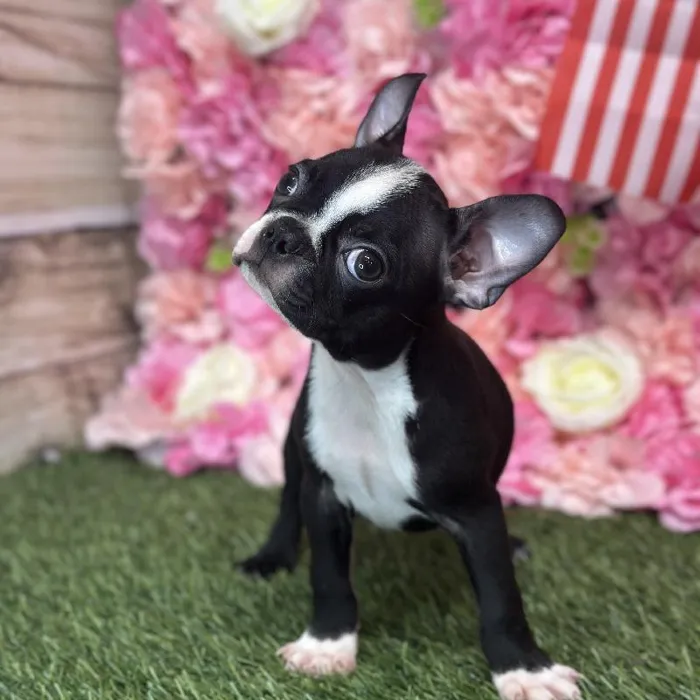 Male Boston Terrier Puppy for Sale in Saugus, MA